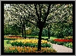 Wiosenny, Park, Kwitnące, Drzewa, Kolorowe, Tulipany