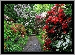 Wiosna, Park, Aleja, Rododendrony