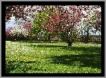 Wiosna, Kwitnące, Drzewa, Łąka