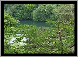 Jezioro, Wiosna, Drzewa
