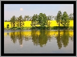 Jezioro, Drzewa, Rzepak, Wiosna