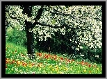 Wiosna, Kwitnące, Drzewo, Kwiaty, Trawa