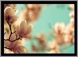 Wiosna, Magnolia