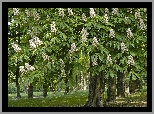 Wiosna, Park, Kwitnące, Kasztanowce