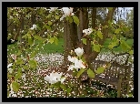 Wiosna, Park, Biała, Magnolia, Ławeczka