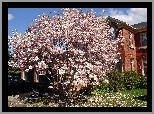 Wiosna, Dom, Ogród, Kwitnąca, Magnolia, Samochód