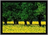 Wiosna, Zielone, Drzewa, Żółta, Łąka