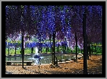 Park, Wisteria, Fontanna