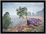 Świt, Droga, Mgła, Anglia, Park Narodowy Peak District, Stanton Moor, Jesień, Las, Drzewa, Brzozy, Wrzosowisko