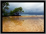 Drzewa, Woda, Plaża