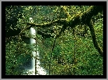 Wodospad, Oregon, Bujna, Roślinność