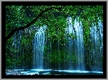 Wodospad, Drzewa