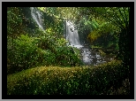 Wodospad, Paprocie, Rośliny