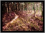 Wrzosy, Drzewa, Las, Ścieżka, Wrzosowisko