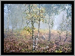 Jesień, Brzozy, Wrzosy, Mgła, Park Narodowy Peak District, Hrabstwo Derbyshire, Anglia