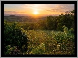 Wschód słońca, Pole, Winnice, Krzewy