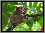 Wyrak, Tarsius, Małpka, Konar