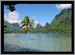 Wyspa, Moorea, Zatoka, Woda, Palma, Góry
