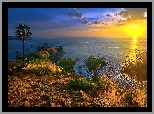 Tajlandia, Wyspa, Phuket, Zachód Słońca, Palmy, Rośliny