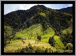 Wzgórza, Lasy, Drzewa, Palmy, Trawa, Dolina, Cocora Valley, Kolumbia