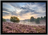 Wzgórza, Wrzosowisko, Drzewa, Mgła, Poranek, Chmury, Park Narodowy Veluwezoom, Rheden, Prowincja Geldria, Holandia