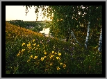 Lato, Żółte, Kwiaty, Drzewa, Brzozy, Wzgórze, Rzeka Krasivaya Mecha, Obwód tulski, Rosja