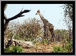 Żyrafa, Drzewa