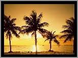 Zachód Słońca, Palmy, Morze
