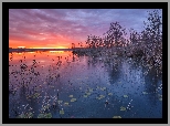 Jezioro, Zachód słońca, Szuwary, Drzewa