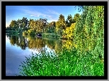 Jezioro, Zarośla, Drzewa