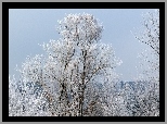 Zaśnieżone, Drzewo