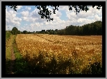 Pole, Zboże, Niebo