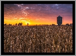 Pole, Zboże, Drzewa, Zachód słońca, Chmury, Silos