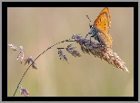 Motyl, Czerwończyk, Trawa, Źdźbło