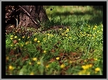 Ziarnopłon Wiosenny, Żółte, Kwiaty, Trawa, Drzewo