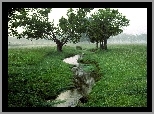 Zielona, Łąka, Wąska, Rzeczka, Drzewa