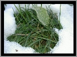 Zielona, Trawa, Topniejący, Śnieg