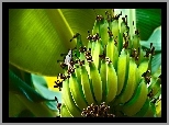 Liście, Zielone, Banany