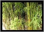 Bambusowy, Zielony, Lasek