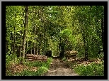 Zielony, Las, Kłody, Drzew, Dróżka