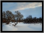 Zima, Śnieg, Drzewa, Niebo