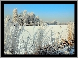 Zima, Jezioro, Oszronione, Drzewa, Trzciny