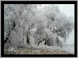 Drzewa, Zima, Szadź