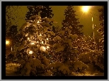Zima, Oświetlone, Drzewko, Noc