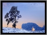 Zima, Śnieg, Drzewo, Kościółek