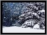 Zima, Śnieg, Jodła, Drzewa