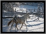 Koń, Zima, Wybieg