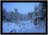 Las, Zimą, Śnieg