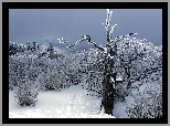 Zima, Las, Śnieg, Drzewa