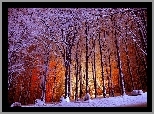 Zima, Park, Ośnieżone, Drzewa